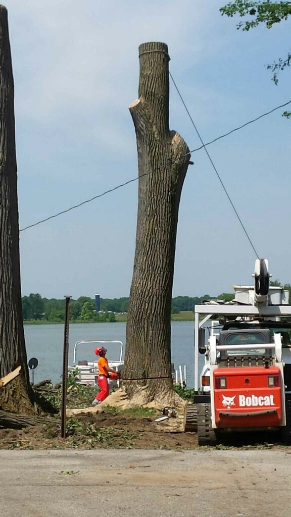 Men putting down a trunk of a tree