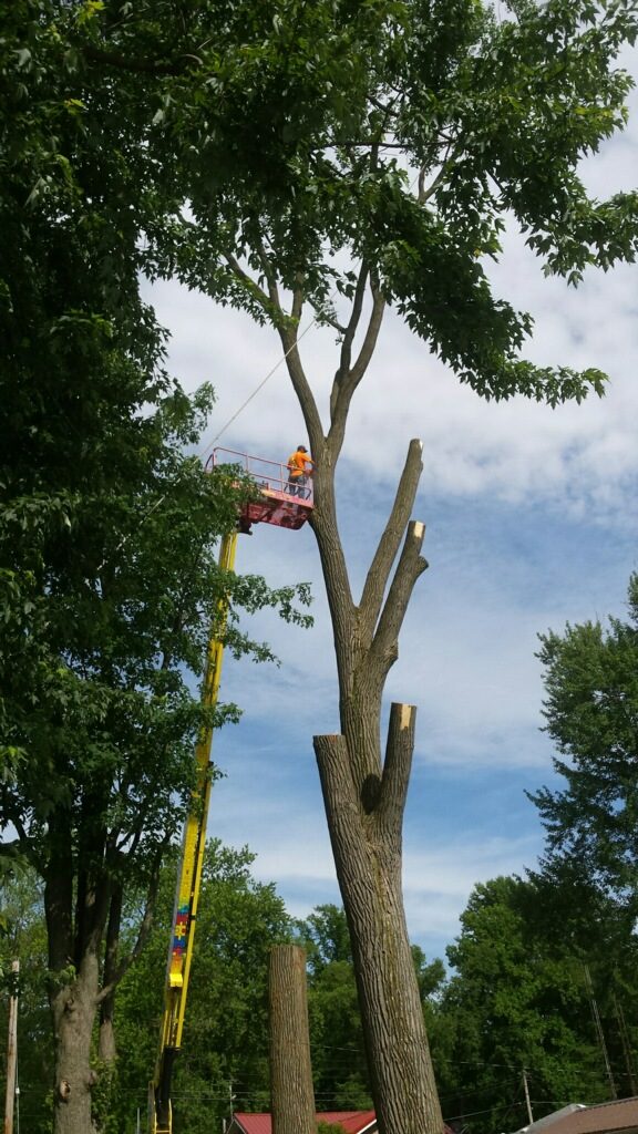 Silver Lake Tree Removal
